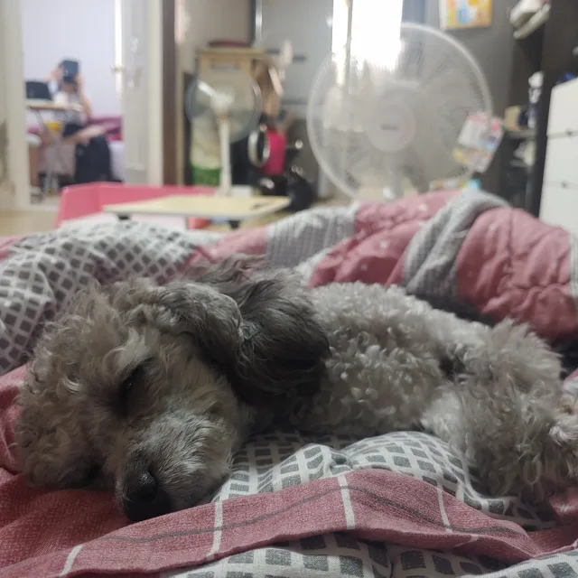 뿌꼬뽀꼬