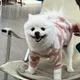 모찌