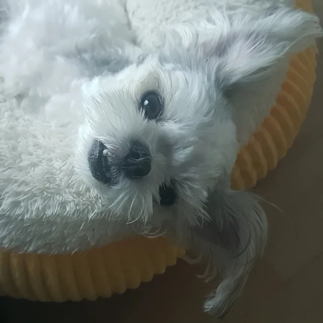 콩이맘