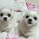 사랑투