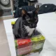 새사미