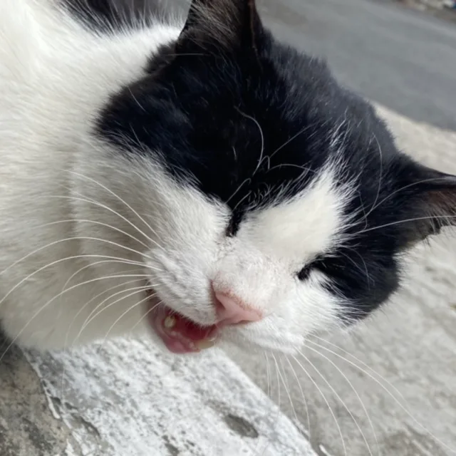 호잇