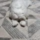 또리는아가