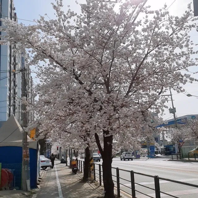 콜콜콜