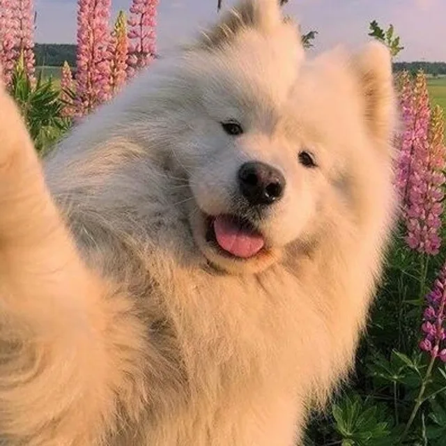 죠르딩