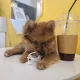 쵸코