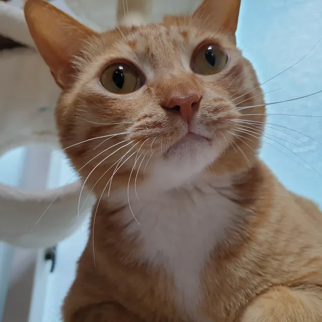 복슝이