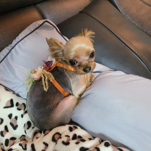 춘향이