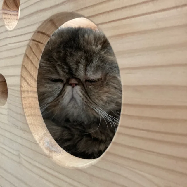 바티아