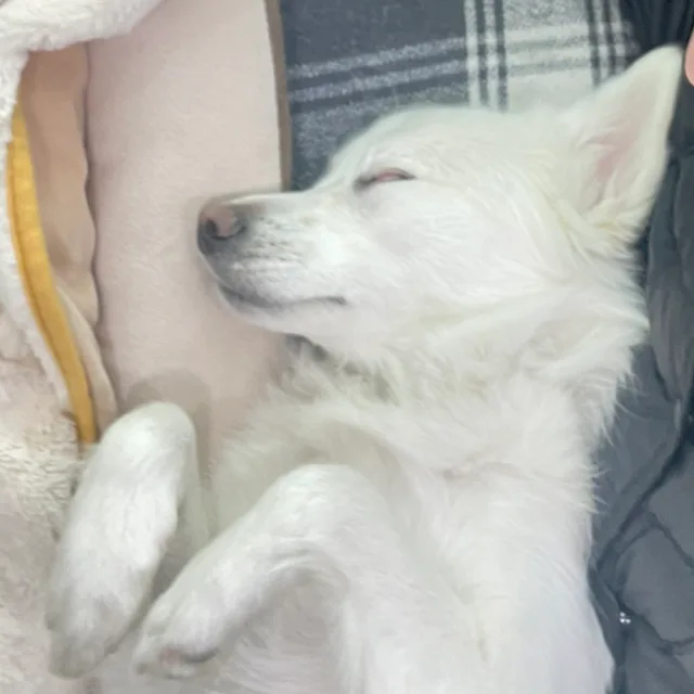 다랑