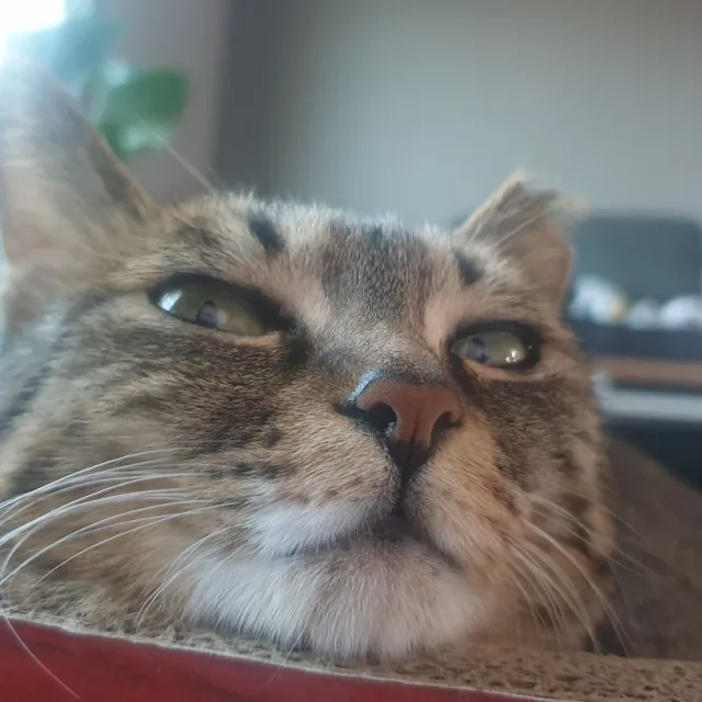 양이