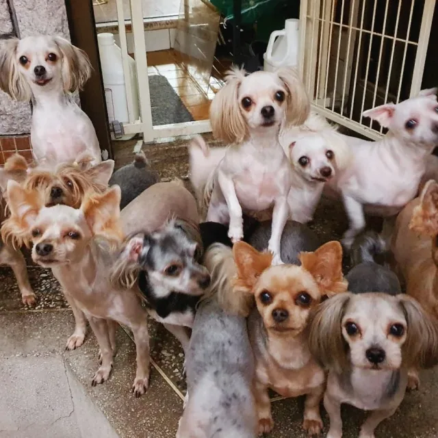 은평유기견쉼터