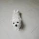 대니