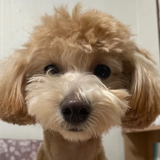 오구형아