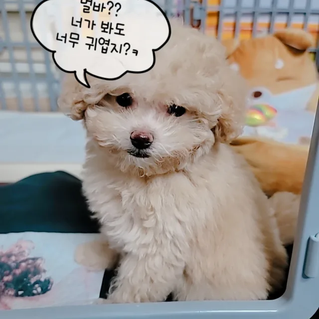 코코아빠