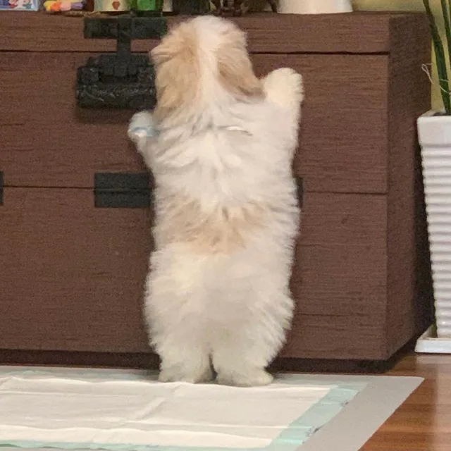 미응