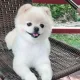 콩콩이맘