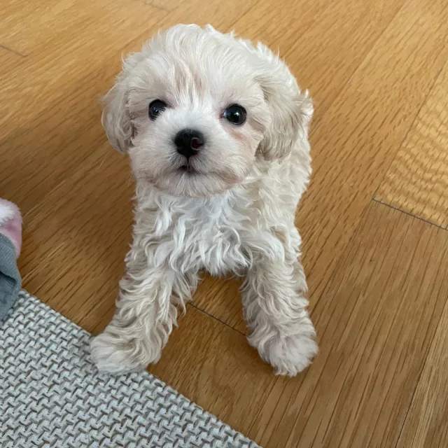 폴로전문가