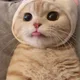 마카롱