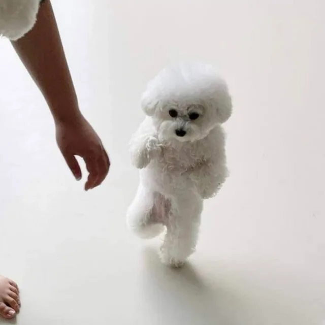 당근씌
