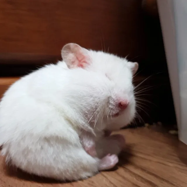 킹받은햄쥐