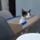 똥글맘