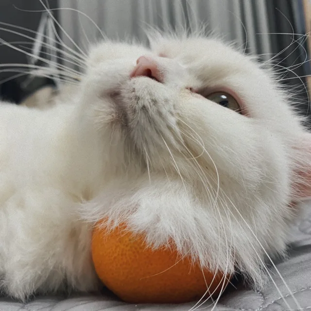 와우