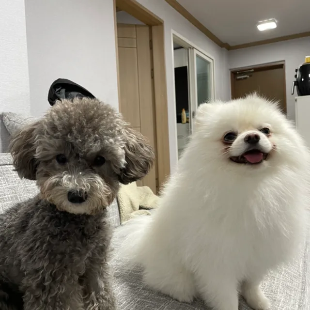 쌈자