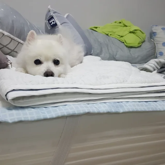 토토네