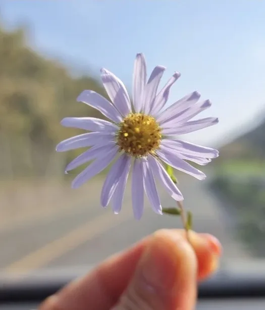 해피