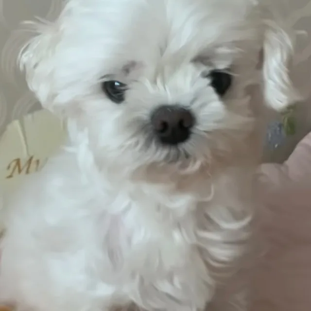 꾸루