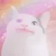 중고양이
