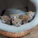 싸이닉스