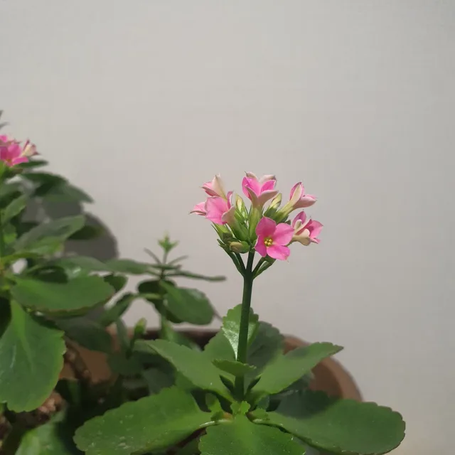 꽃이다