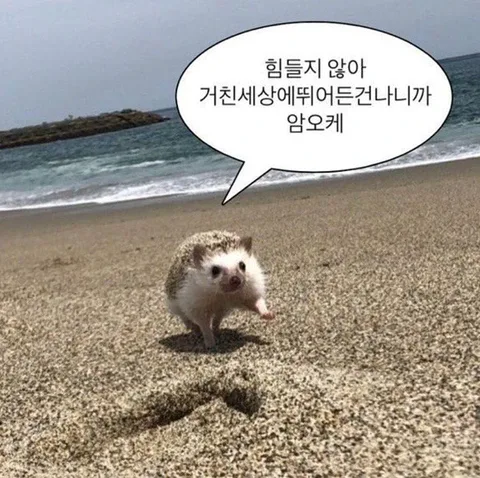 고슴도치