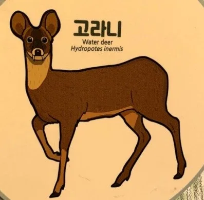 양평고라니