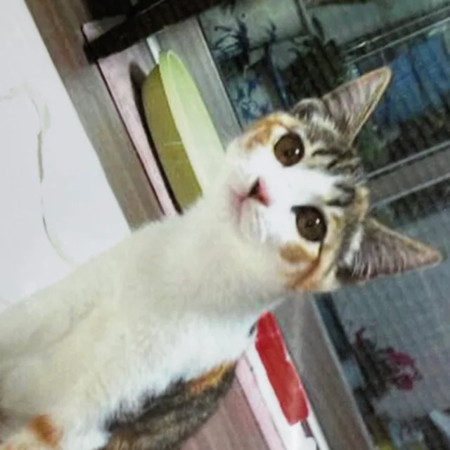 쥬쥬