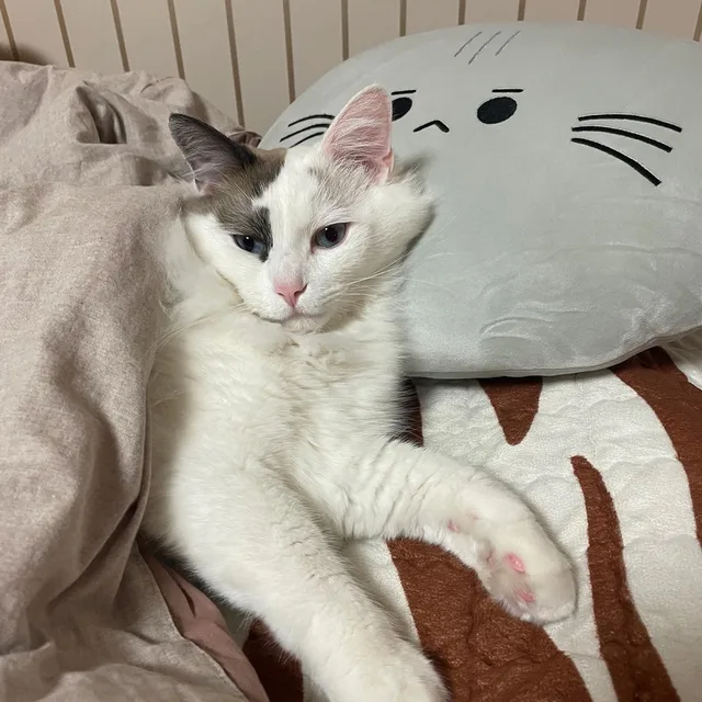 맥시멀리스트