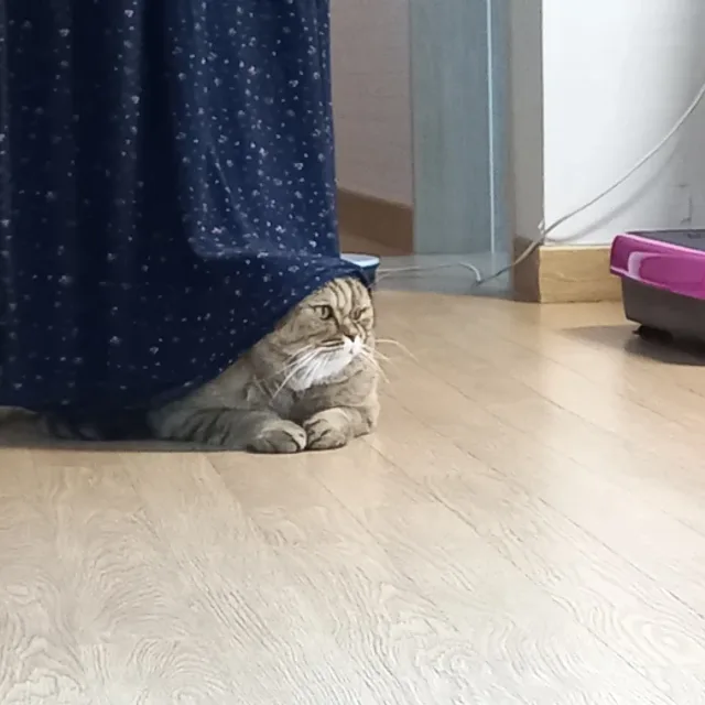 보거스