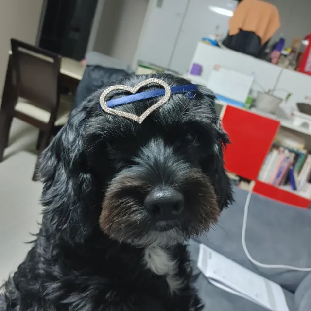 까미아빠