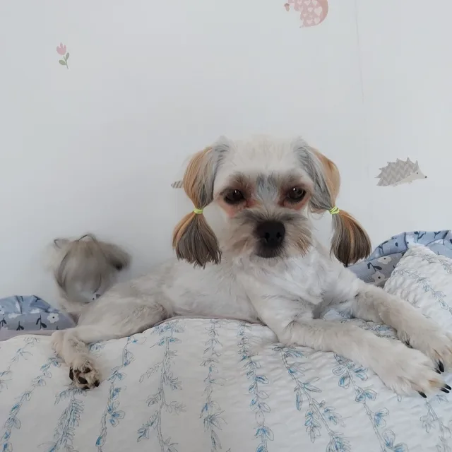 조이
