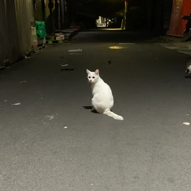 박윙딥