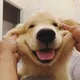 샤샤아빠