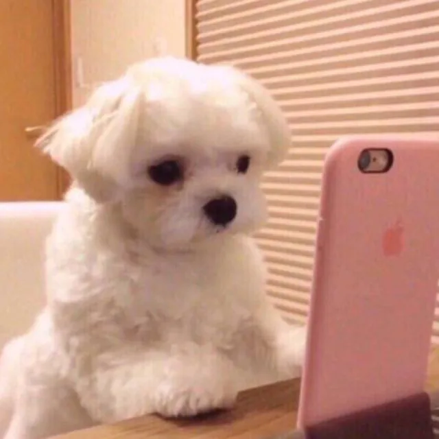 알라