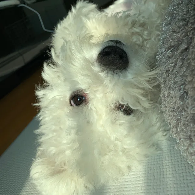 두부네