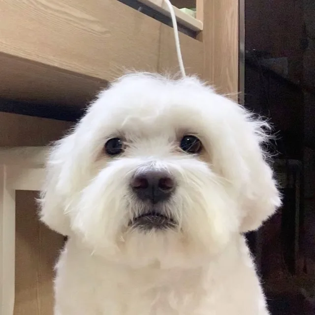 숍숍숍쇼