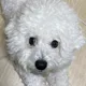슈슈