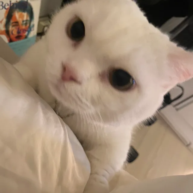 포코로코