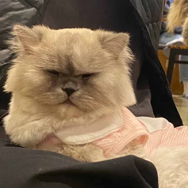 우자미