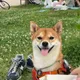 도칭